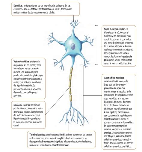 Las Neuronas Funciones Y Partes