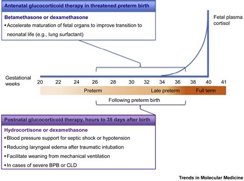 Glucocorticoid Maturation Of Fetal Cardiovascular Function Trends In Molecular Medicine