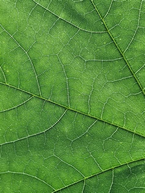 The Veins Pattern Of Maple Leaf Stock Image Image Of Macro Nature