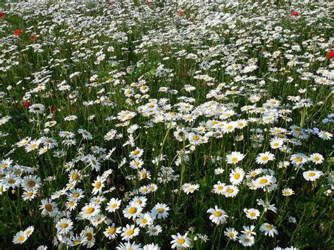 Daisies Leucanthemum Blossoms Free Photo On Pixabay Pixabay