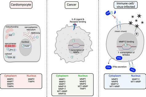 Intracellular Mmps And Localization To The Cytoplasm Or Nucleus In