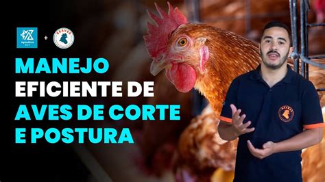 DICAS IMPORTANTES PARA O MANEJO DE AVES DE CORTE E POSTURA YouTube