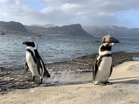 S Dafrika Boulders Beach Pinguine