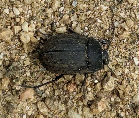 Water Rove Scarab Long Horned Leaf And Snout Beetles From Cabo