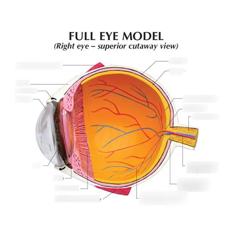 Bio Eye Diagram Quizlet