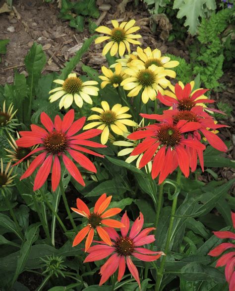 Cheyenne Spirit Seeds Echinacea Purpurea Etsy