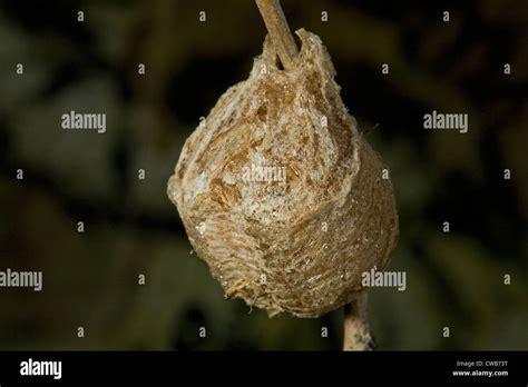 The Egg Sac Of A Praying Mantis Mantis Religiosa Stock Photo Alamy