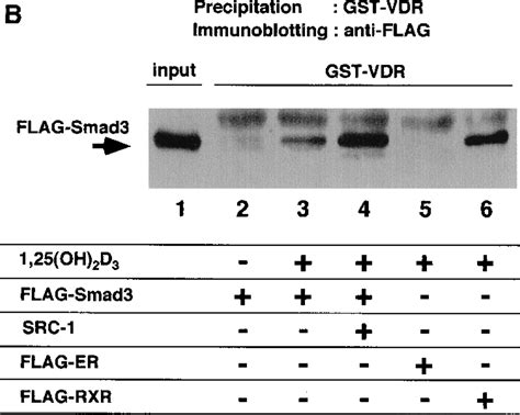 Convergence Of Transforming Growth Factor β And Vitamin D Signaling