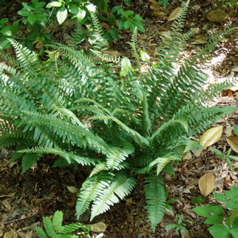 Ferns - Deer Resistant, Shade Loving