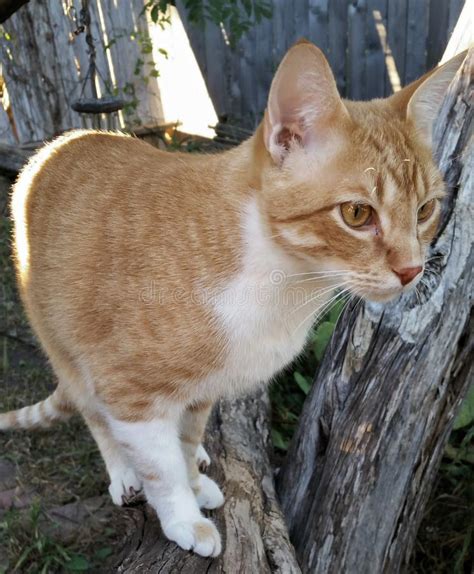 Gato Atigrado Anaranjado Que Camina En Un Rbol Foto De Archivo