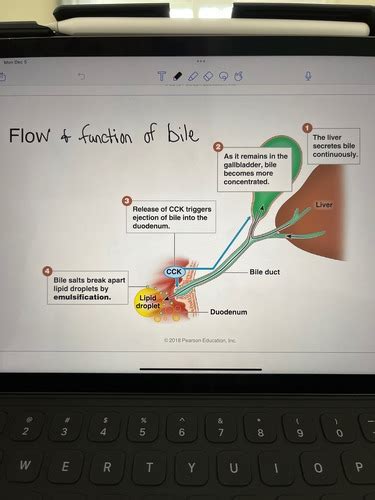 Final Exam Study Guide Flashcards Quizlet