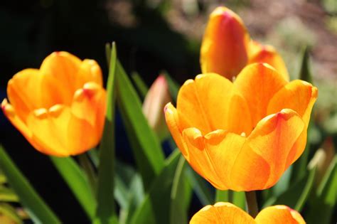 Tulipan Tulipany Kwiat Darmowe Zdj Cie Na Pixabay Pixabay