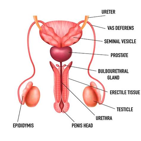 Epididymis Swollen