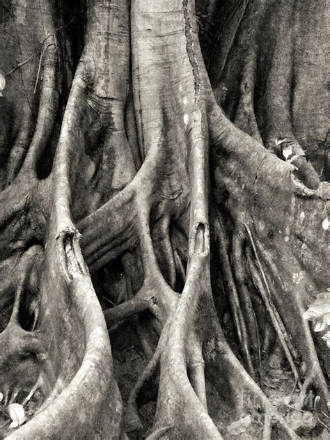 Ceibo Tree Photograph by Lisa Lindman | Fine Art America