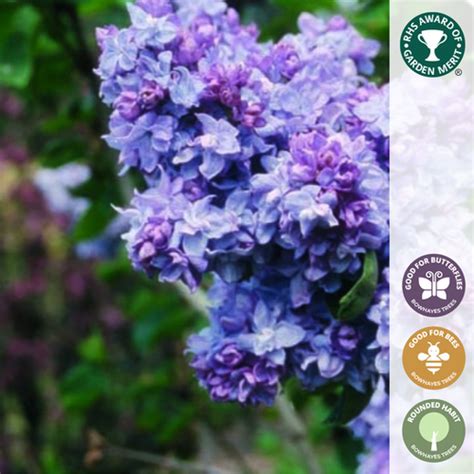 Syringa Vulgaris Katherine Havemeyer Purple Flowering Lilac Tree