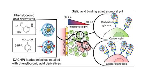 Structural Control Of Boronic Acid Ligands Enhances Intratumoral Targeting Of Sialic Acid To