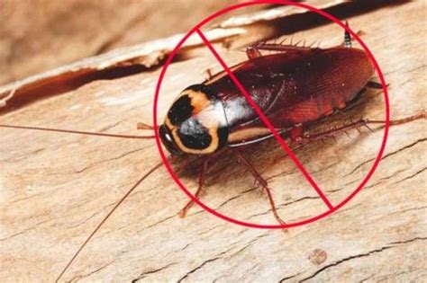 Cockroaches Pest Control Service At Rs 900 Sq Ft In Bengaluru ID