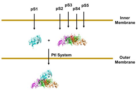 Secretion Of Pertussis Toxin From Bordetella Pertussis