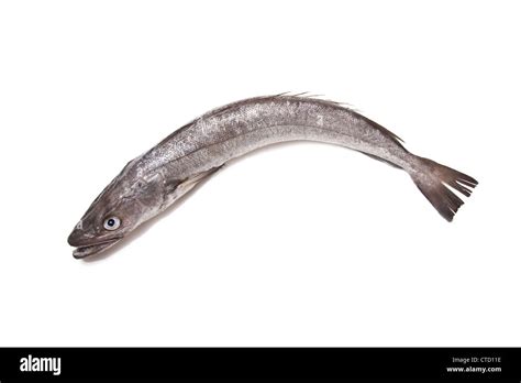 European Hake fish isolated on a white studio background Stock Photo ...