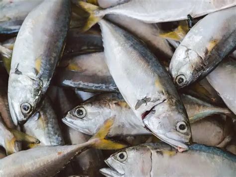 Tak Hanya Lezat Inilah Khasiat Ajaib Ikan Tongkol Yang Harus Kamu Tau