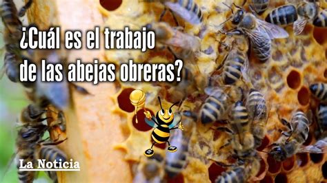 Cu L Es El Trabajo De Las Abejas Obreras D Nde Guardan El Polen