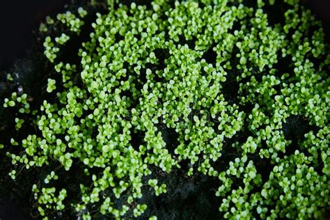 Sweet Alyssum Seedlings Close Up Stock Photo Image Of Leaf Flourish