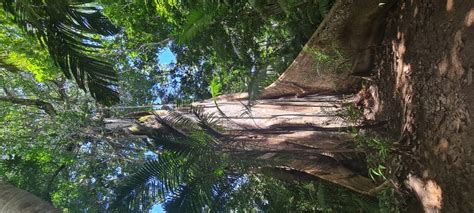 Floresta Tropical Macapá - Macapá: passeios imperdíveis para fazer