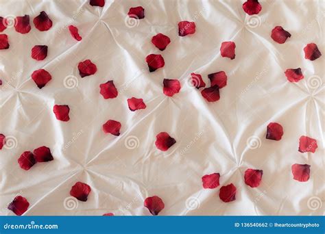 Red Rose Petals on Bed stock photo. Image of flowers - 136540662