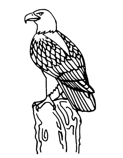 Bald Eagle Coloring Pages Free Printable Pdf