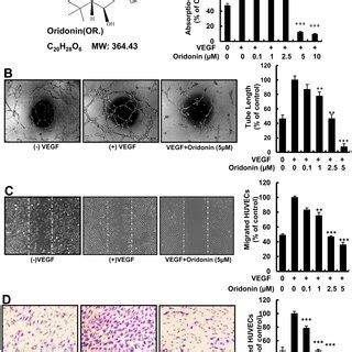 Oridonin Suppressed Tumor Growth Through Antiangiogenic Activity A