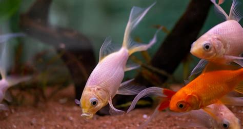 Comet Goldfish Care Guide - Your Aquarium Place