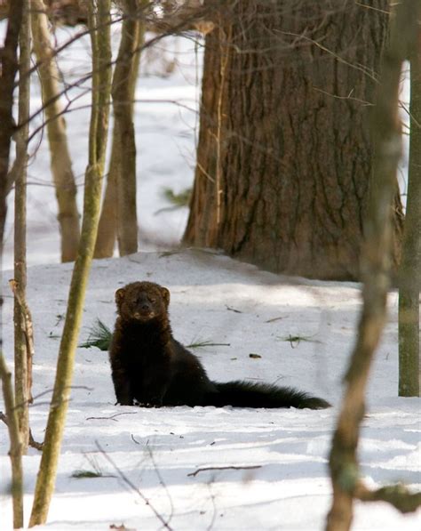 NETN Species Spotlight - Fisher (U.S. National Park Service)