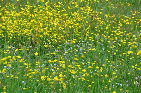 sideeinar: Markblomster