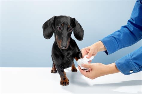 La Giardia En Perros Todo Lo Que Necesitas Saber Sobre Este Par Sito