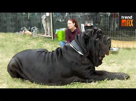 Biggest Dog In The World Top 10 BIGGEST Dog Breeds IN THE WORLD