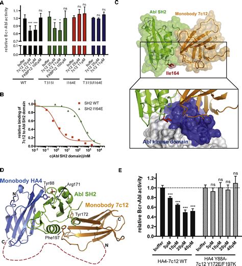 Targeting The SH2 Kinase Interface In Bcr Abl Inhibits Leukemogenesis Cell