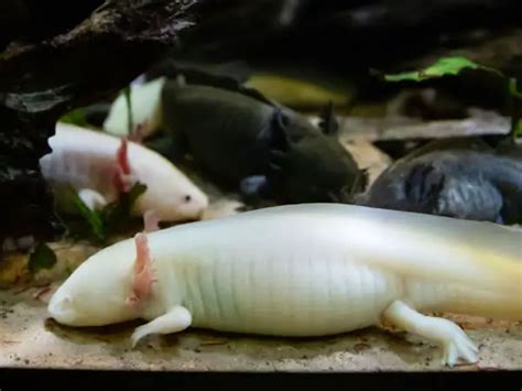 Are Axolotls Fish or Amphibians? - Axolotl Nerd