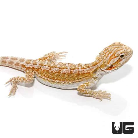 Baby Hypo Citrus Bearded Dragons Pogona Vitticeps For Sale