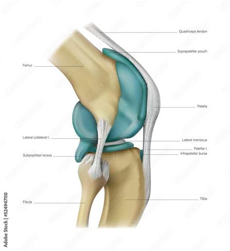 Bones and muscles of the knee joint on a white background. Vector 3D ...