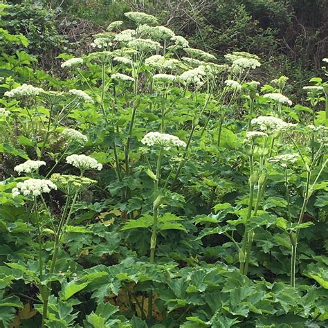 Native Plant Fun Facts The Charismatic Cow Parsnip — Garden For The