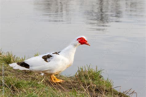 Close Up Of Domesticated Male Muscovy Duck Cairina Moschata Forma