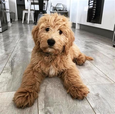 Cavapoo Full Grown Images