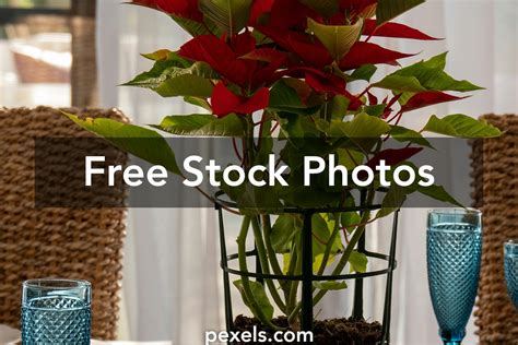 Potted Poinsettias Photos, Download The BEST Free Potted Poinsettias ...