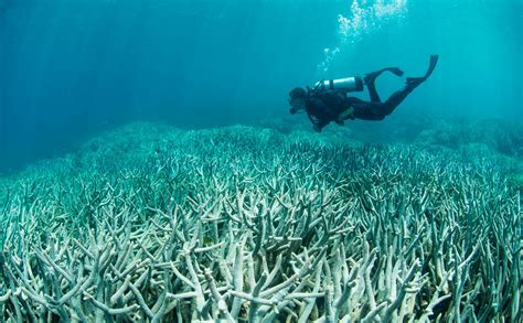 A Microscopic Mystery At The Heart Of Mass Coral Bleaching Pnas