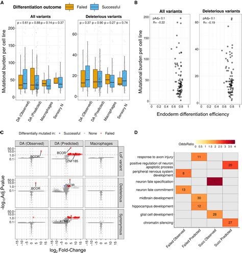 Somatic Mutations Alter The Differentiation Outcomes Of IPSC Derived