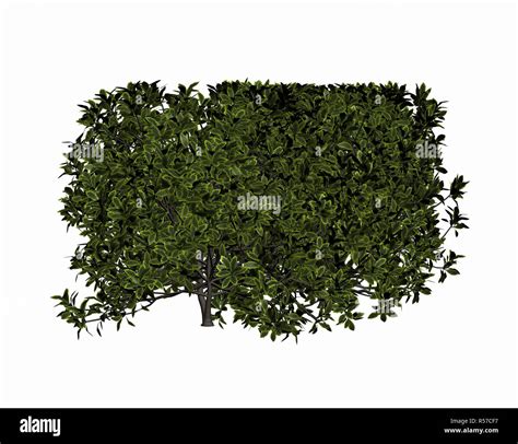 privet hedge free Stock Photo - Alamy