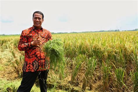 Empat Tahun Kinerja Pertanian Jokowi JK Amran Responsif Dan Sangat