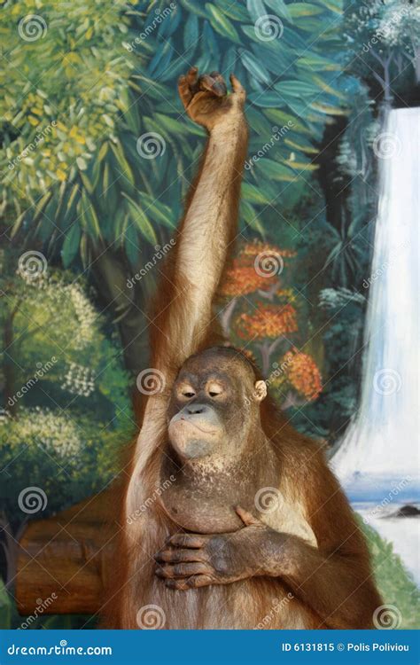 Clever monkey stock image. Image of buddha, trip, dearness - 6131815