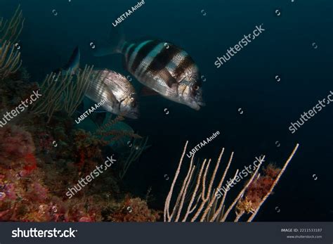 Zebra Sea Bream Diplodus Cervinus Mediterranean Stock Photo