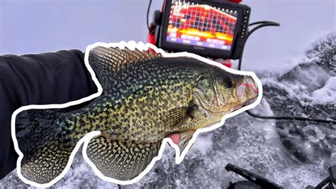 Jigging Up Big First Ice Crappies On Garmin Livescope Youtube